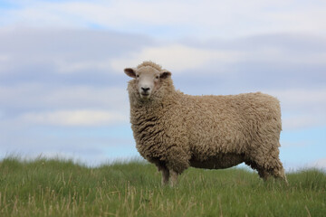 Fototapeta premium Romneyschaf / Romney sheep / Ovis