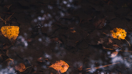 Leaves in a puddle