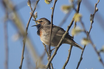 Blaukehlchen singt auf Weide