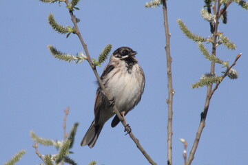 Rohrammer singt auf Weide