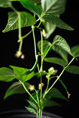 Garden Bean Plant - young, healthy,  and thriving