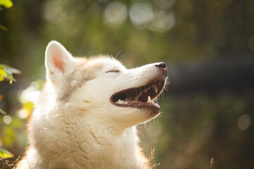 Beautiful Beige Siberian Husky in fall in the forest. Image of husky dog sitting in the withered grass in autumn