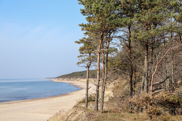 Fototapeta na wymiar Beach with pine trees and blue sky