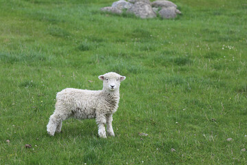 Obraz premium Romneyschaf / Romney sheep / Ovis.