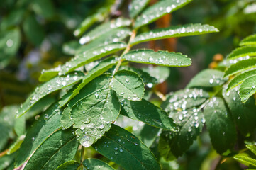 Water drops after rain on the leaves of a dwarf mountain ash close-up, early spring on a warm sunny day, a bright beautiful background.