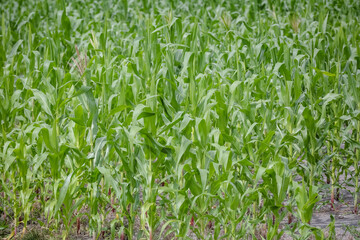 Uma plantação de milhos pronta para o colhimento numa fazenda com seu fundo infinito e cores vibrantes.	