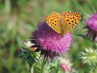 Butterfly Mother of pearl on a flower.