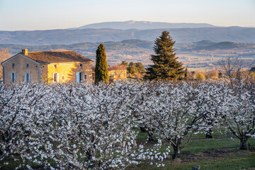 Cerisiers en fleurs au printemps. Le Mont Ventoux en arrière plan. Provence, France. Lever de soleil. 