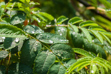 Fototapeta na wymiar Water drops after rain on the leaves of a dwarf mountain ash close-up, early spring on a warm sunny day, a bright beautiful background.