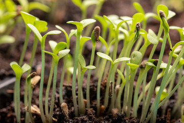 Fresh sprouts of aster seeds close-up. Growing plants of seedlings.