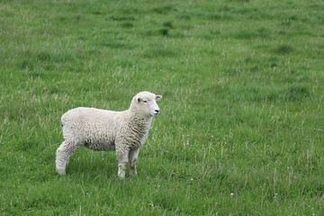 Romneyschaf / Romney sheep / Ovis.