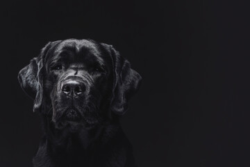 Fototapeta premium Single dog labrador retriever breeds in dark background