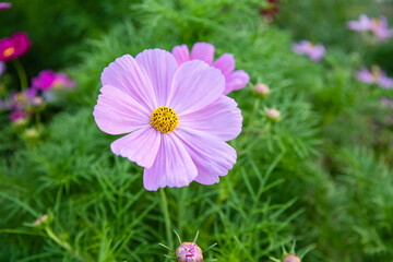 Obraz premium White starburst flower in nature with the garden