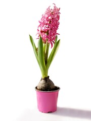 pink hyacinth in a small pot  isolated