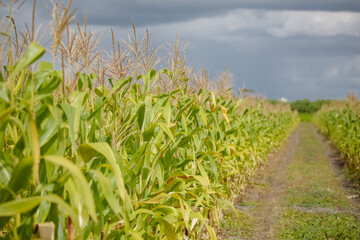 A rentabilidade no plantio de milho depende de variadas técnicas. Segundo especialistas do setor, uma das mais relevantes é aumentar a produtividade do cultivo por meio do uso adequado de adubação.