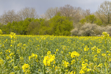 Obraz premium canola blooming flower closeup with blurred field and trees background