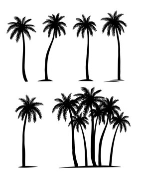 Palm trees silhouette. Coconut palm set. 