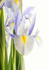 iris pastello