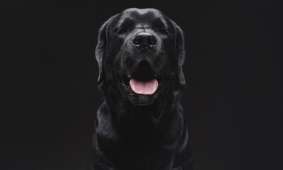 Fototapeta na wymiar Playful and joyful little dog with black fur in dark background