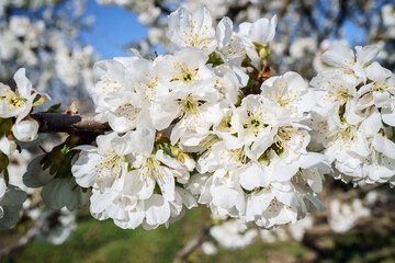 Branche de cerisier en fleurs ensoleillé, gros plan. 