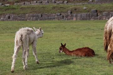 Fototapeta premium アルパカ