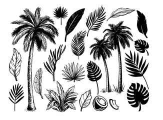 Tropical coconut palm trees. Black and white hand drawn vector.  © bioraven