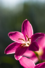 decorative pink flower rain lily Zephyranthes grandiflora on blurred background closeup,