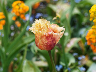 Orange-yellow fringed tulip blooms on the flower bed in the spring