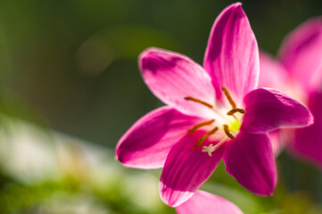 decorative pink flower rain lily Zephyranthes grandiflora on blurred background closeup,