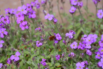 Vergissmeinnicht, Blume, Blüten
