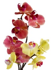 Fototapeta na wymiar pretty flowers of orchid phalaenopsis close up