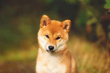 Naklejka na ściany i meble Beautiful and happy shiba inu puppy sitting in the fall forest. Cute Red shiba inu female puppy in autumn