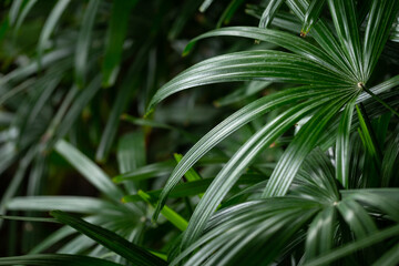 Lady Palm (Rhapis excelsa) leaf for background.