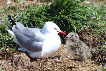 Rotschnabelmöwe / Red-billed gull / Larus scopulinus.