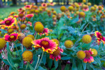 Red and yellow colorful flowers Gailardia in garden, pollination by bees, closeup