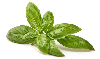 Fresh organic basil leaves, close-up, isolated on white background. High resolution image