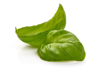 Fresh organic basil leaves, close-up, isolated on white background. High resolution image
