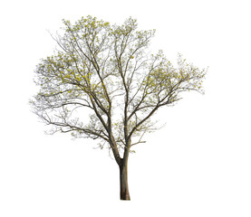 Maple tree isolated on white background, cut out tree