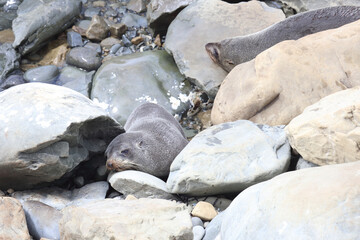 Neuseeländischer Seebär / New Zealand fur seal / Arctocephalus forsteri.