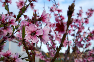 Obraz premium cherry blossoms blue sky