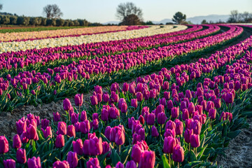 Champ de tulipes en Provence, France. Tulipes jaunes roses au premier plan. Lever de soleil.	 - 429459321