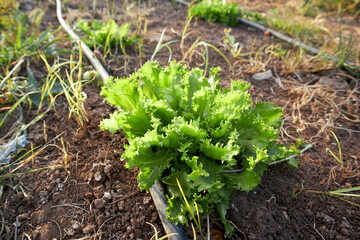 endive lettuce in home garden
