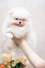 Obraz premium puppy spitz dog pet yorkshire terrier Chihuahua grooming 