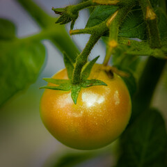 Closeup of a fuzzy and damp dark green stem feeding nutrients to cherry tomato that is beginning to ripen