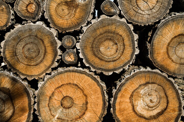 texture of sawed wood for backgrounds