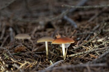 Beautiful view of a group of spring forest mushrooms. Close up.