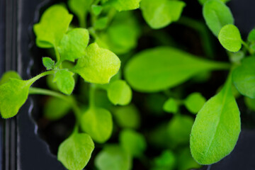 how to choose and grow seedlings, seedlings under a magnifying glass 
