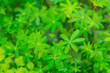 how to choose and grow seedlings, seedlings under a magnifying glass 
