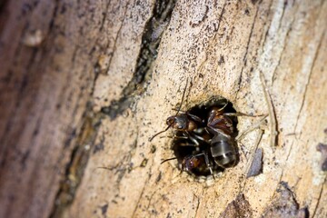 Three forest ants at the entrance to the anthill in an old tree stump. Macro.
