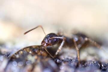 Close-up of a forest ant sucking liquid from a drop. Macro.